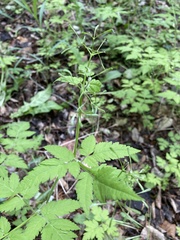 Osmorhiza depauperata