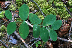 Lathyrus ochroleucus
