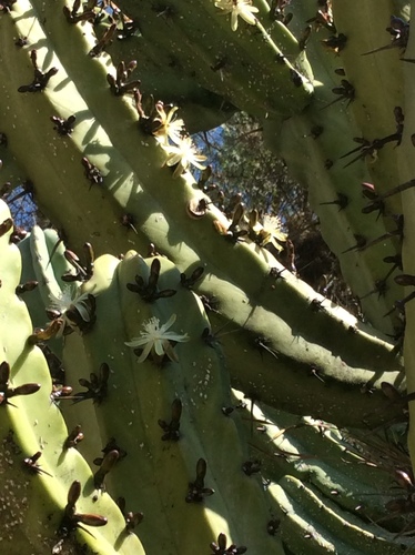 Blue Myrtle-cactus