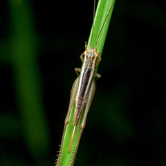 Euscyrtus concinnus