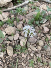 Valeriana acutiloba