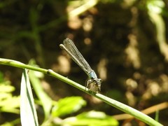 Argia