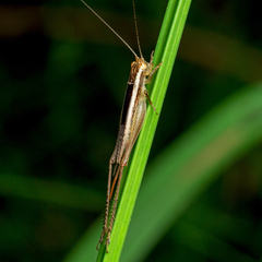 Euscyrtus concinnus