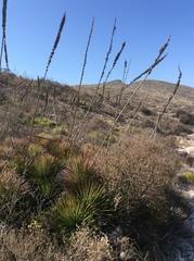 Agave striata
