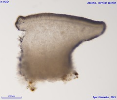 Hymenoscyphus imberbis