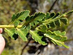 Phyllocladus