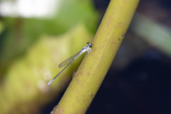 Agriocnemis zerafica