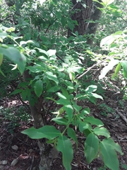 Buckleya distichophylla