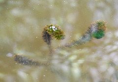 Egeria densa
