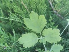 Chelidonium majus