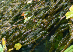 Egeria densa