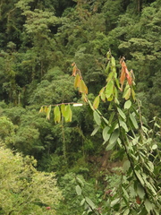 Cavendishia pubescens