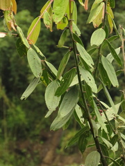 Cavendishia pubescens