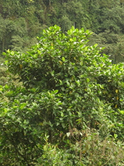 Ficus tonduzii