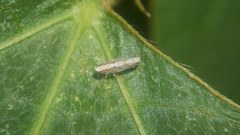 Scaphoideus kumamotonis