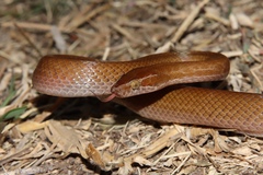 Brown House Snake photo 3