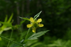 Geum × macneillii