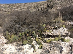 Opuntia stenopetala
