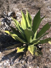 Agave salmiana crassispina