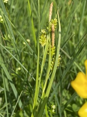Carex pallescens