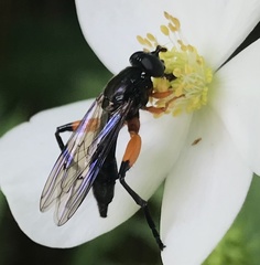 Chalcosyrphus vecors