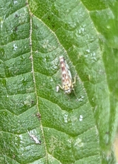 Eupteryx urticae