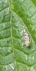 Eupteryx urticae