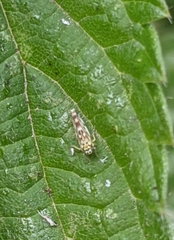 Eupteryx urticae