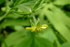 Geum × macneillii