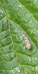 Eupteryx urticae