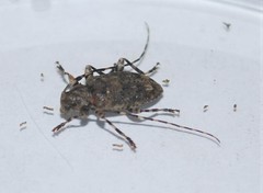 Astyleiopus variegatus