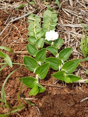 Evolvulus prostratus