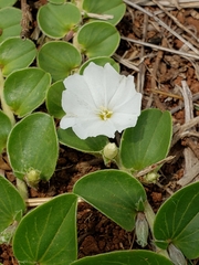 Evolvulus prostratus