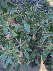 Tripterocalyx micranthus