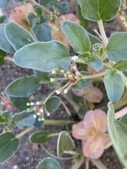 Tripterocalyx micranthus