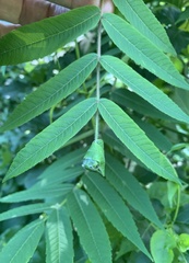 Synolabus nigripes