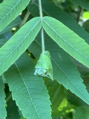 Synolabus nigripes