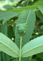 Synolabus nigripes