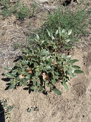 Tripterocalyx micranthus