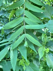 Synolabus nigripes