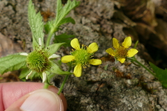 Geum × macneillii