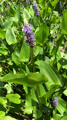 Pontederia cordata