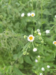 Erigeron annuus