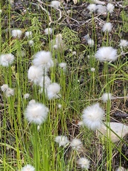 Eriophorum scheuchzeri
