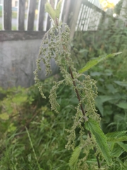 Urtica dioica