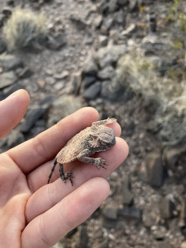 Roundtail Horned Lizard