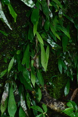 Antrophyum formosanum