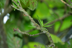 Thrixspermum formosanum
