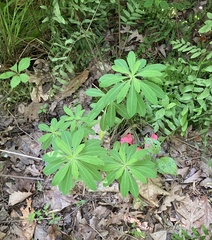 Euphorbia purpurea