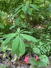 Euphorbia purpurea
